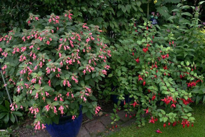 Fuchsien2708a.jpg