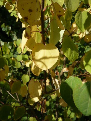 Cercidiphyllum_japonicum_fars_2009.jpg
