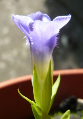 Gentiana_ciliata_fars_2009.jpg