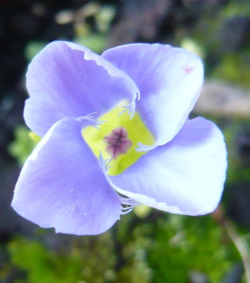Gentiana_ciliata_innere_Blute_fars_2009.jpg