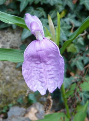 Roscoea_cautleoides_fars_2009.jpg