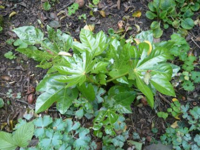 Fatsia_japonica_2_fars_2009.jpg