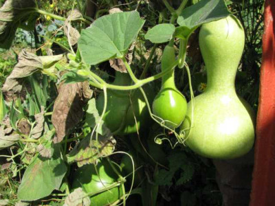 K640_IMG_1056.JPG