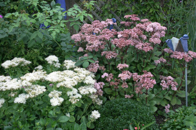 Sedum3109.jpg