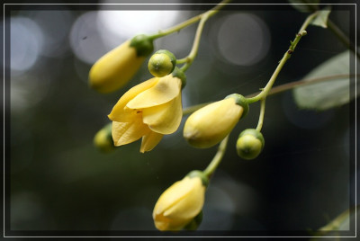 Kirengeshoma_palmataIMG_4442jpg.jpg