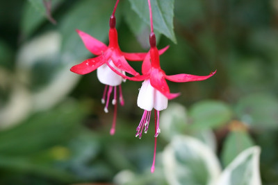 Fuchsia_magellanica_Madame_CornelissenIMG_4452jpg.jpg