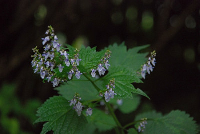 mosla_diuranthera02.jpg