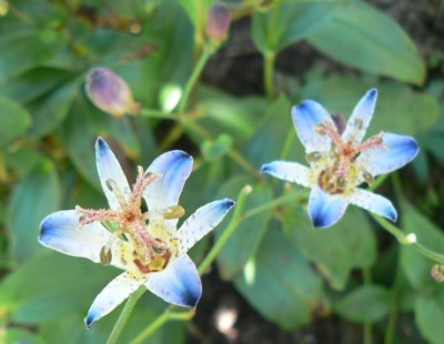 Tricyrtis_formosana_090912.jpg