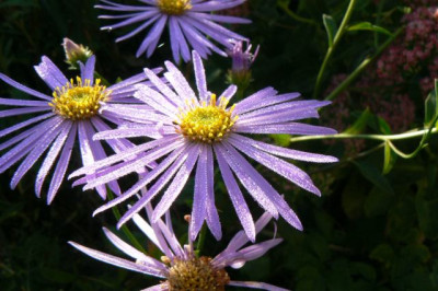 Aster_amellus_090912.jpg