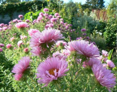 Herbstastern_090912.jpg