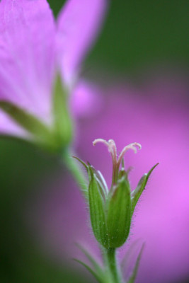 Geranium-Aquarell-1.jpg
