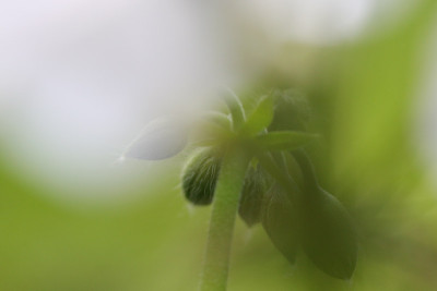 Pelargonie-Aquarell.jpg
