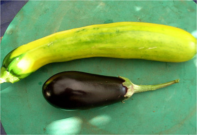 zucchi_u._aubi.JPG