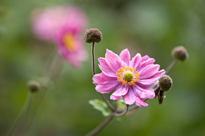 Anemone-Sep1309.jpg