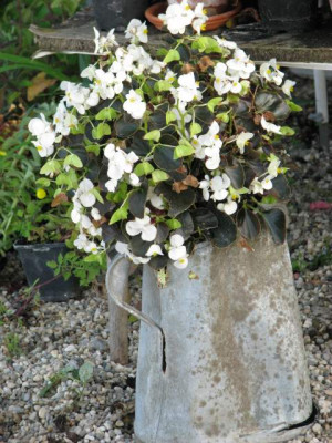 begonia_semperflorens_wei_schwarz.jpg