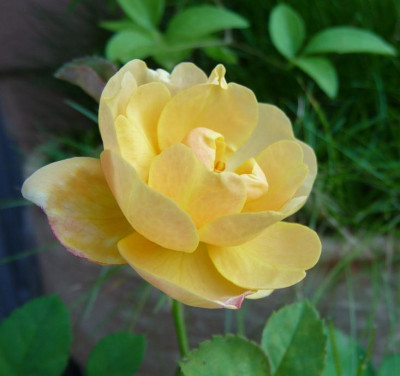 EleganteEdith_09_09_01.jpg