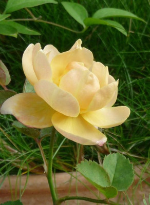 EleganteEdith_09_09_03.JPG