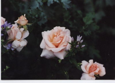 Tendresse_von_Delbard.jpg