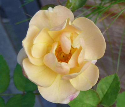 EleganteEdith_09_09_02.JPG