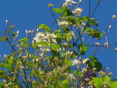 Clem._Farg._IMG_3648.jpg