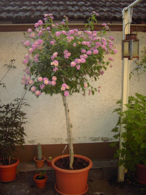 PICT3505-1.JPG