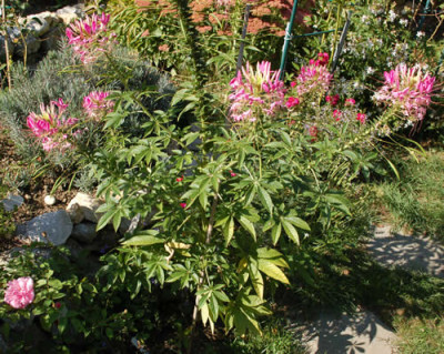 Cleome_spinosa_0010__58134.jpg