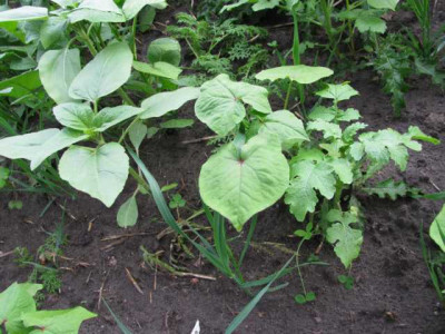 K640_IMG_1066.JPG