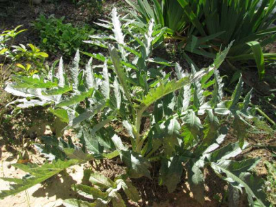 K640_IMG_1049.JPG