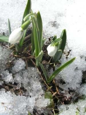Galanthus1.jpg