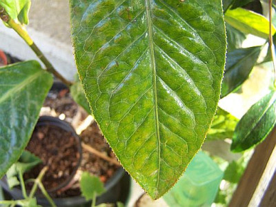 100_2349_Blatt_C._amplexicaulis_2_____500.jpg