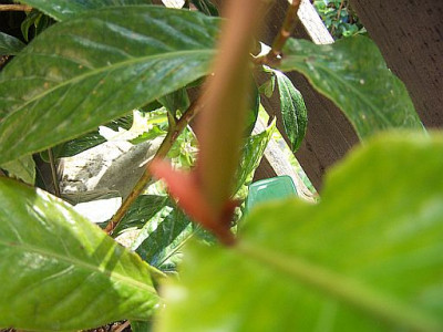 100_2350_Blatt_AMPLEXICAULIS____500.jpg