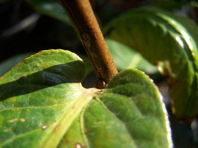 100_2358_C._amplexicaulis_Blatt_amplexicaule____800.jpg