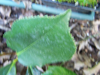 100_2351_Camellia_a_la_Rosenblatt__unscharf__500.jpg