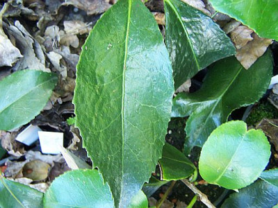 100_2352_zweites_Rosenblatt_unbek._Camellia___500.jpg