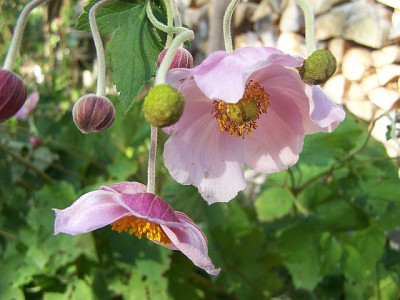 100_2353_ANEMONE_hupehensis_rosa____640.jpg
