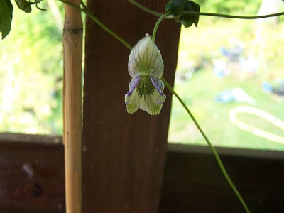 100_2328_ACONITUM_Himalaya___500.jpg