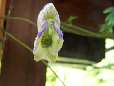 100_2333_ACONITUM__3____500.jpg