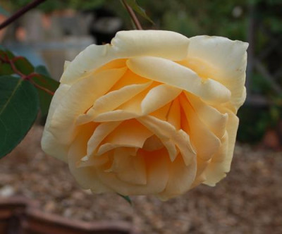 Lady_Hillingdon_Clg_0010__58352.jpg
