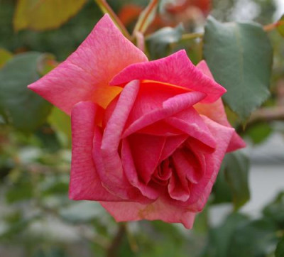 Vicomtesse_Pierre_du_Fou_0010__58291.jpg
