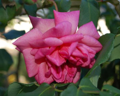Vicomtesse_Pierre_du_Fou_0011__58431.jpg