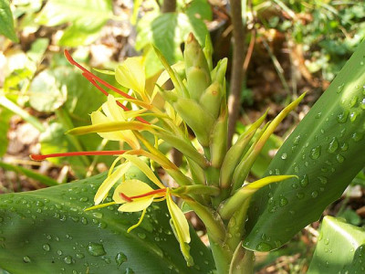 100_2345_HEDYCHIUM_gardnerianum_2___640.jpg