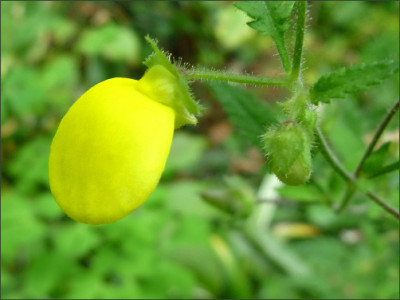 Calceolaria_mexicana.jpg