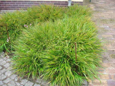 Hakonechloa1_ue.jpg