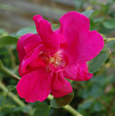 Cerise_Bouquet_0010__58415.jpg