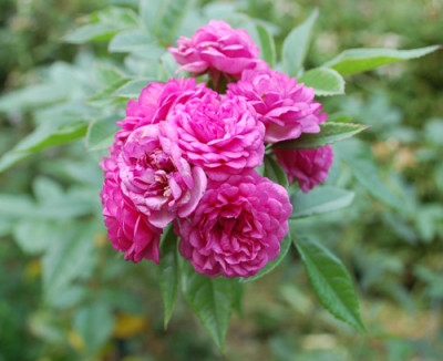 Excellenz_von_Schubert_0010__58256.jpg