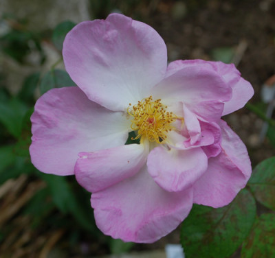 Escapade_0010__58252.jpg