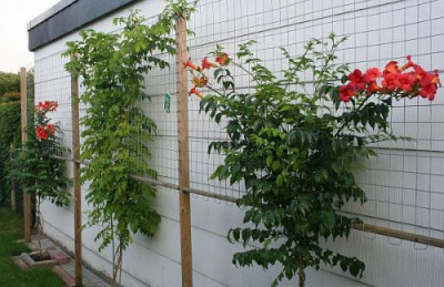 Campsis_radicans_ganze_Wand_klein.jpg