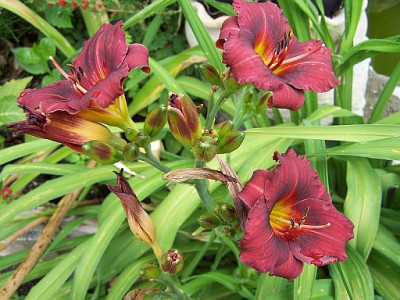 100_2174_Hemerocallis_Fire_Trail_______500.jpg