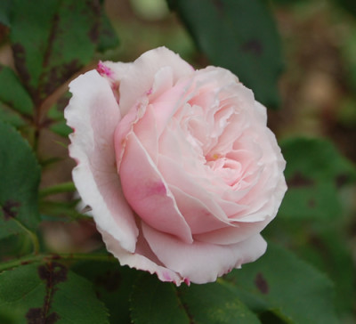 Mme_Alfred_de_Rougemont_0010__58288.jpg
