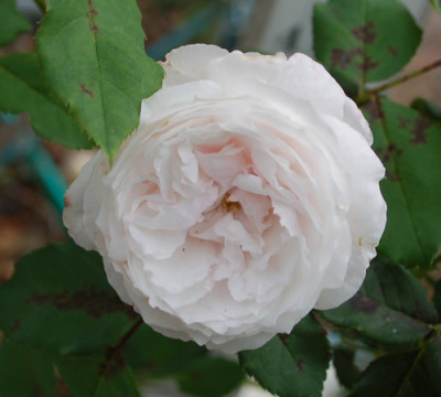 Mme_Alfred_de_Rougemont_0011__58289.jpg